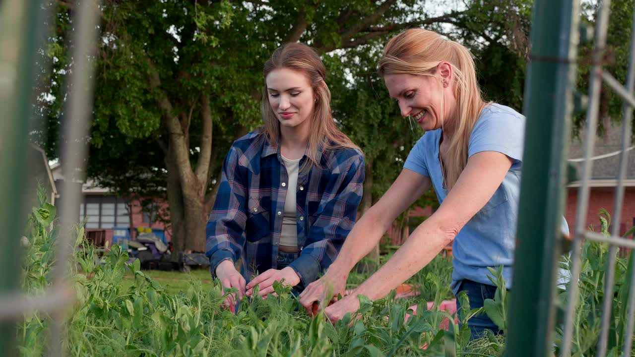 女性朋友在社区花园修剪植物视频下载