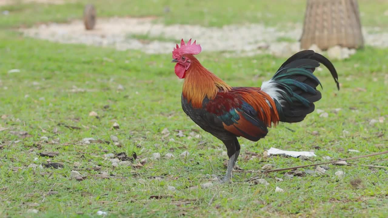 正常镜头的美丽公鸡放松在绿色的院子里，农场和动物的概念，高品质的视频镜头使用视频下载