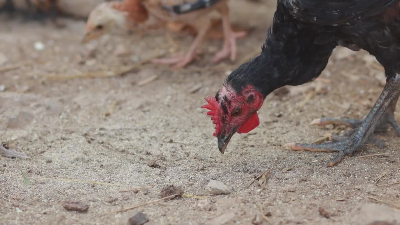特写镜头的鸡吃，动物农场和喂养的概念，高品质的视频镜头视频下载