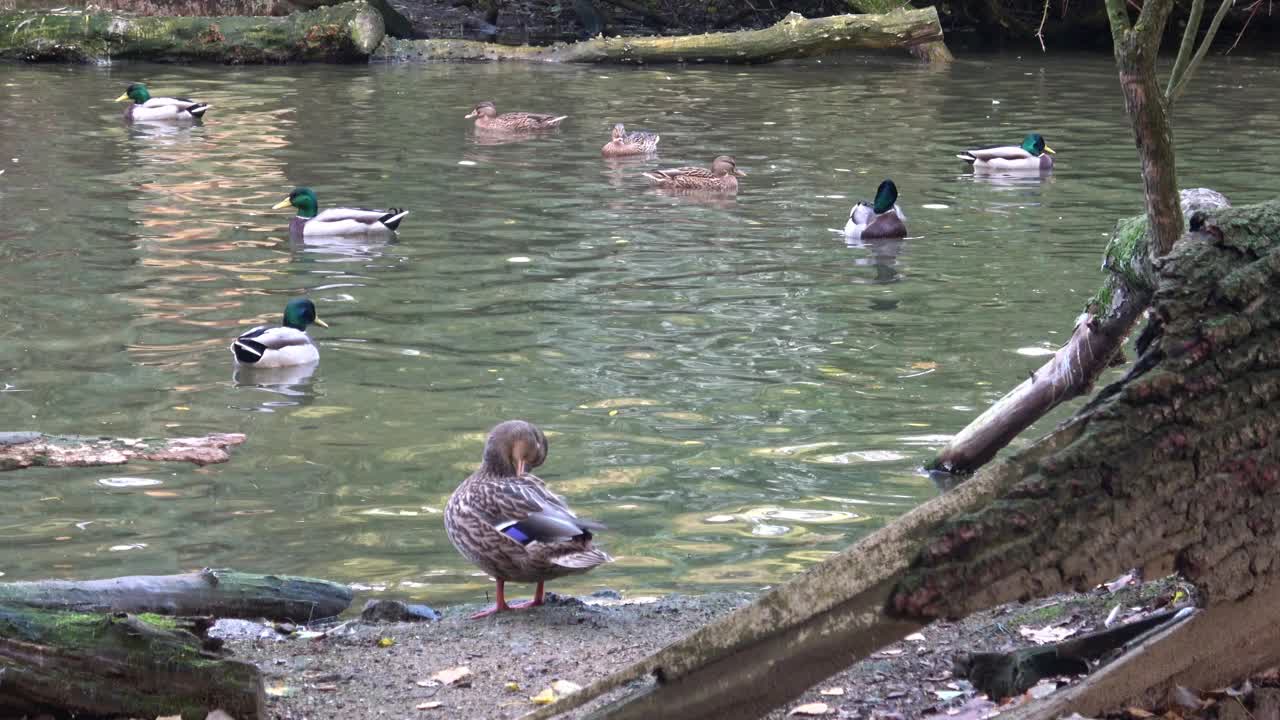 鸭子在水上的场景。水鸭。鸭子游泳。鸭子游水视频下载