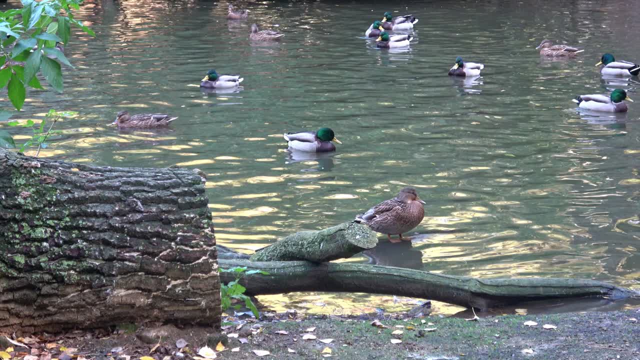 鸭子在水上的场景。水鸭。鸭子游泳。鸭子在游泳鸭子在水里视频下载