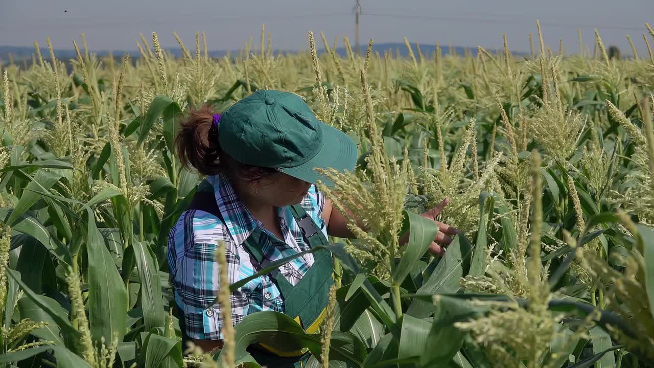一位女农民走在玉米地里检查玉米茎视频下载