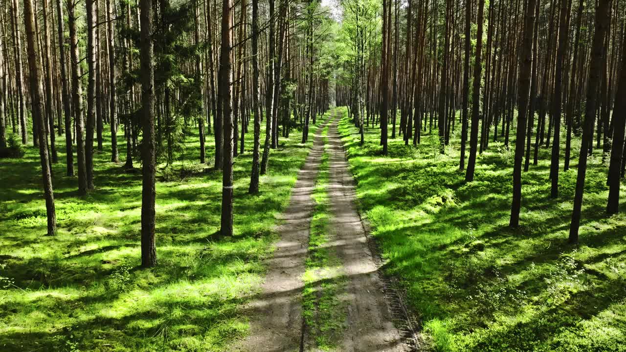 波兰，春天阳光下的绿色森林小径。视频下载