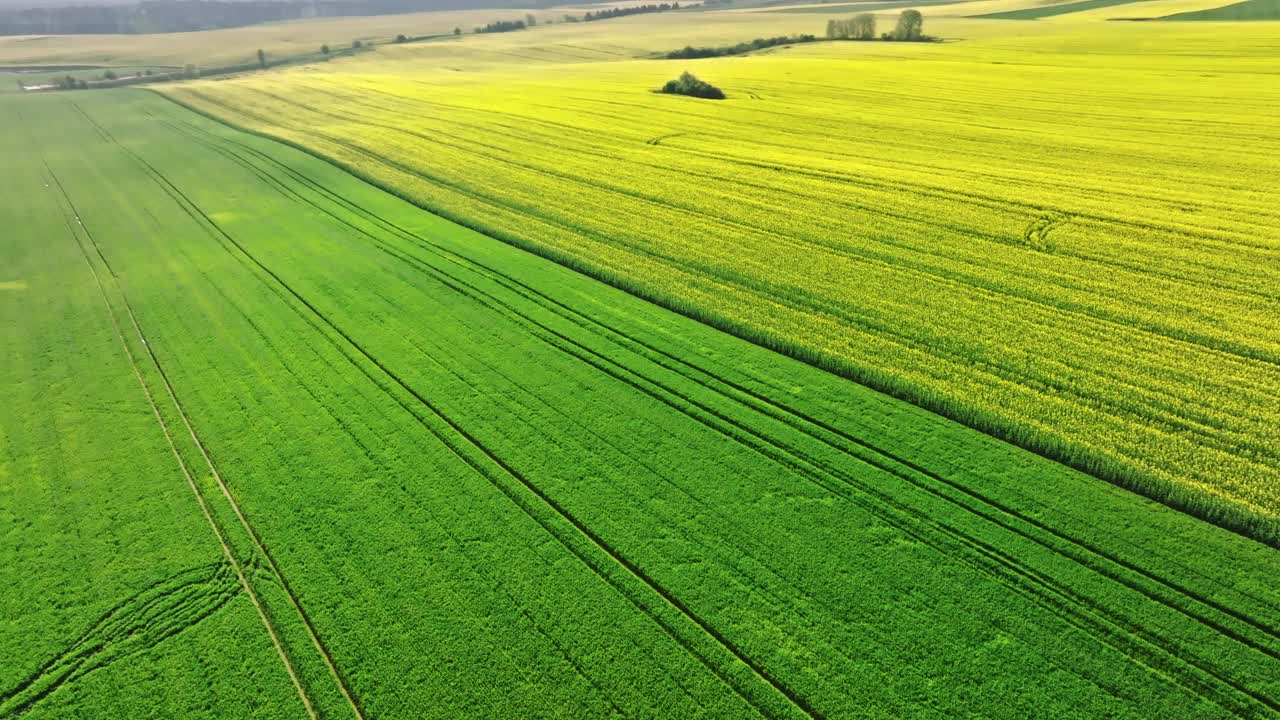 波兰春天绿色麦田的鸟瞰图。视频下载