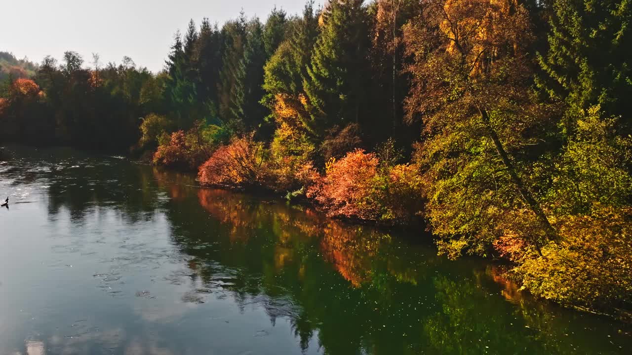 波兰布尔达河畔日出时的秋色森林。视频下载