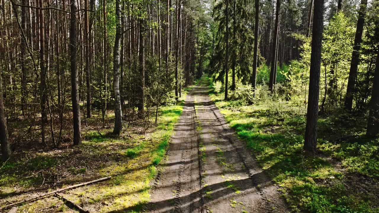 波兰，春天阳光下绿色森林里的小路。视频下载