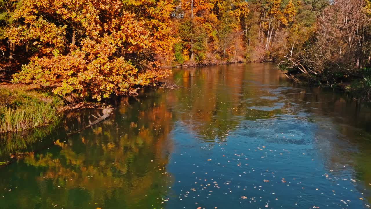 波兰布尔达河畔日出时的秋树。视频下载