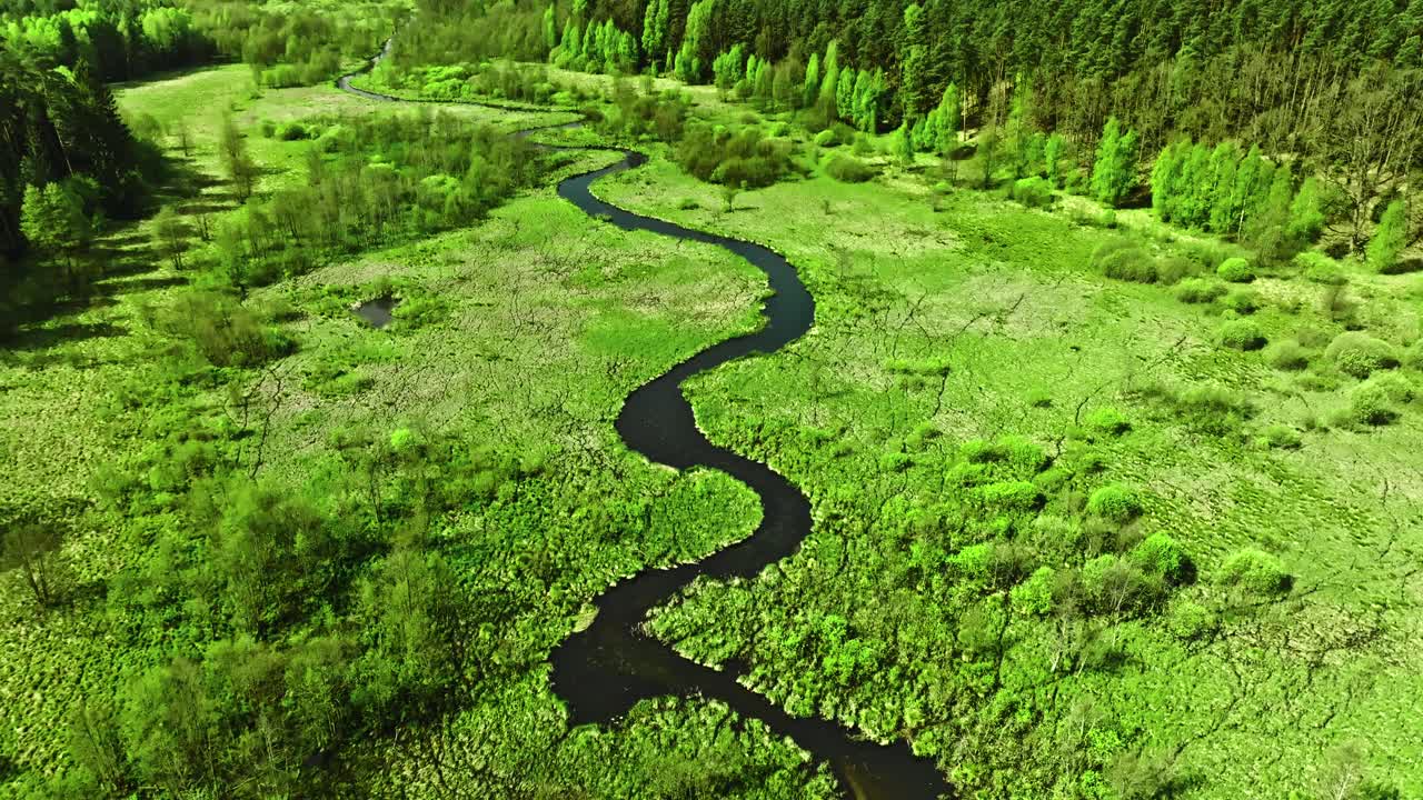 蜿蜒的河流和绿色的沼泽。波兰的野生动物。视频下载