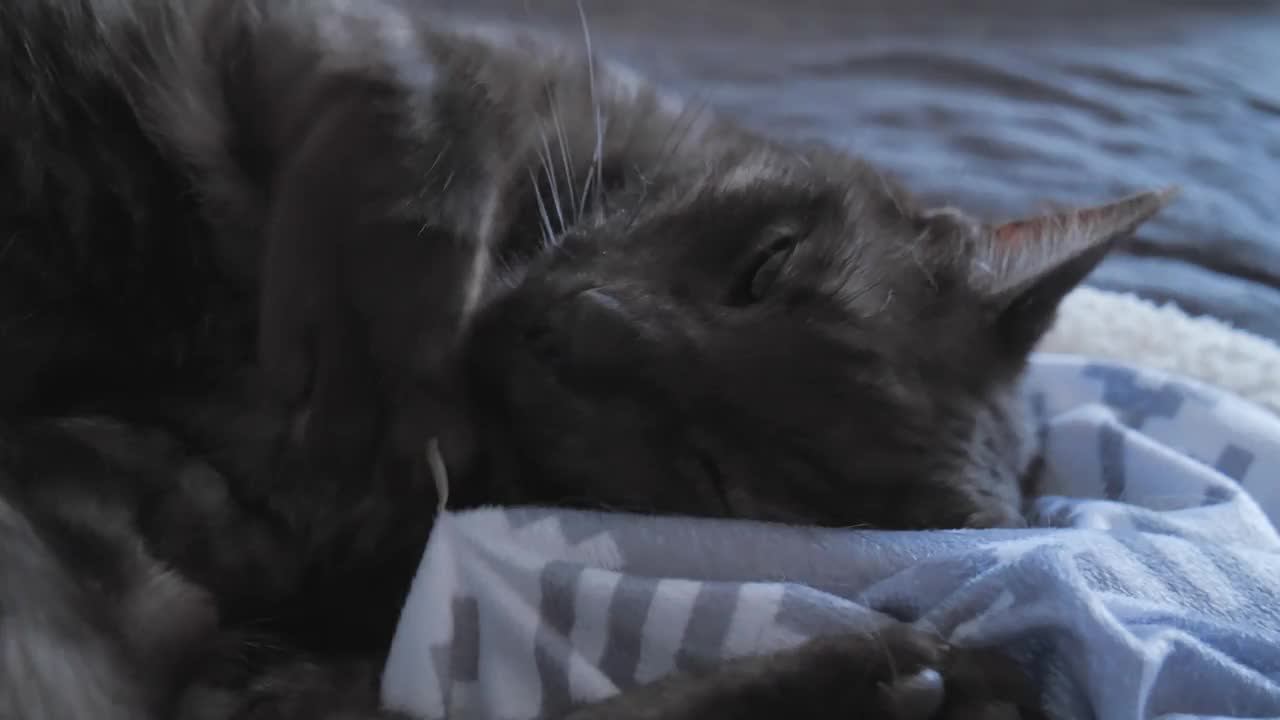 可爱的懒猫躺在沙发和超高清毯子上视频素材