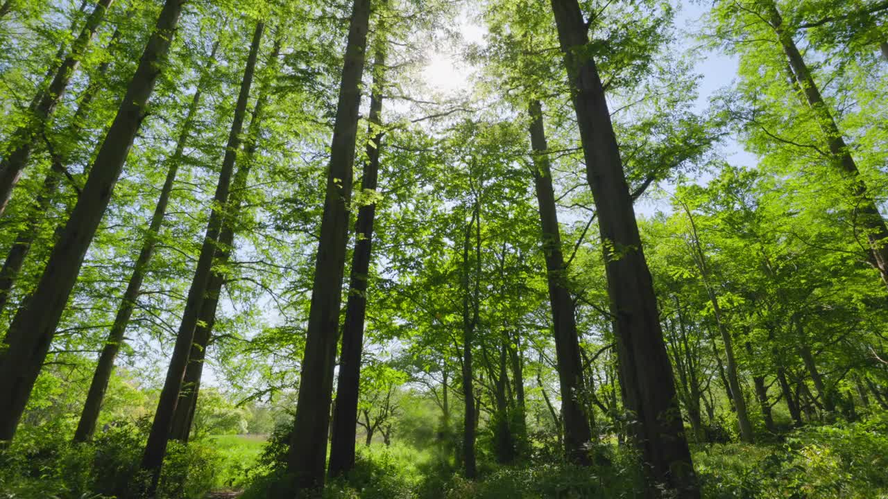 清新的绿树和美丽的阳光视频下载