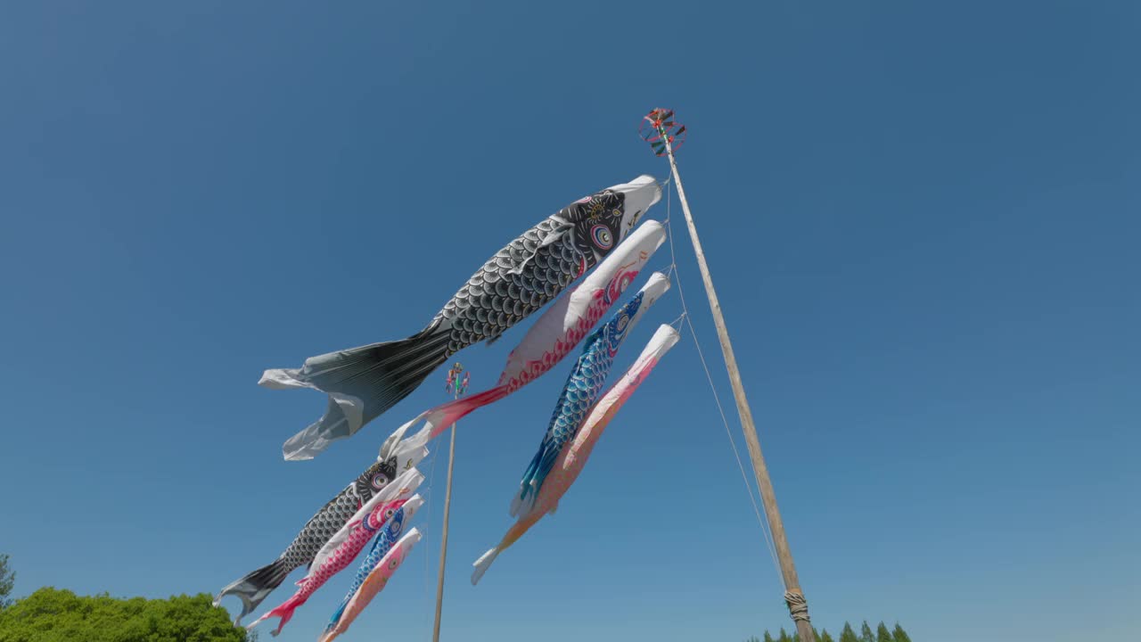 一条美丽的鲤鱼在风中游动视频下载