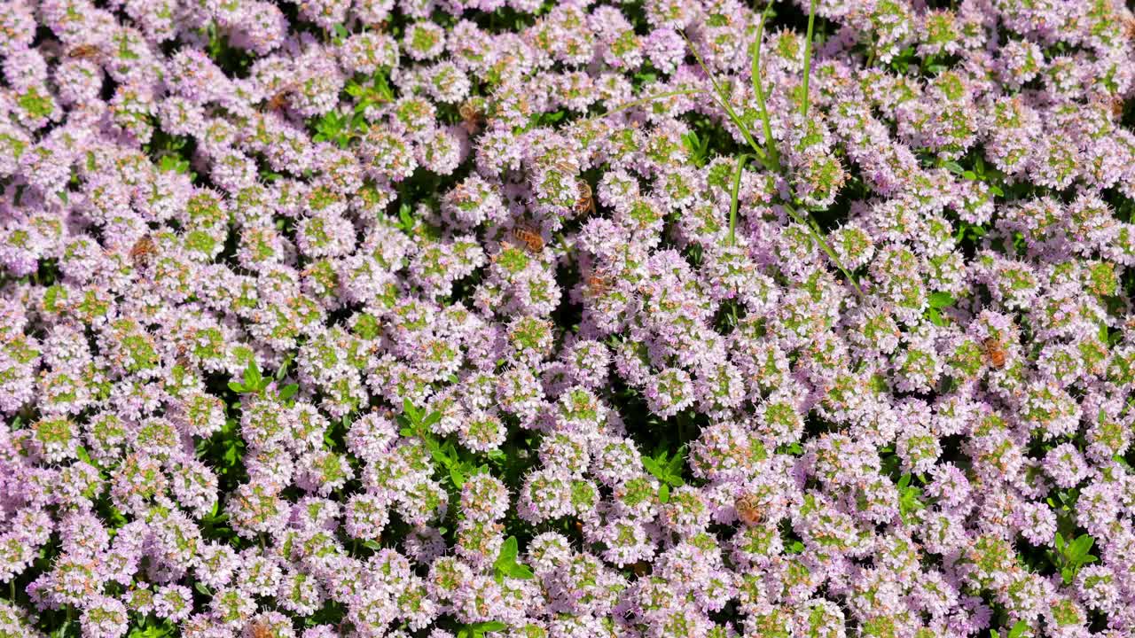 紫色花朵上的蜜蜂视频下载