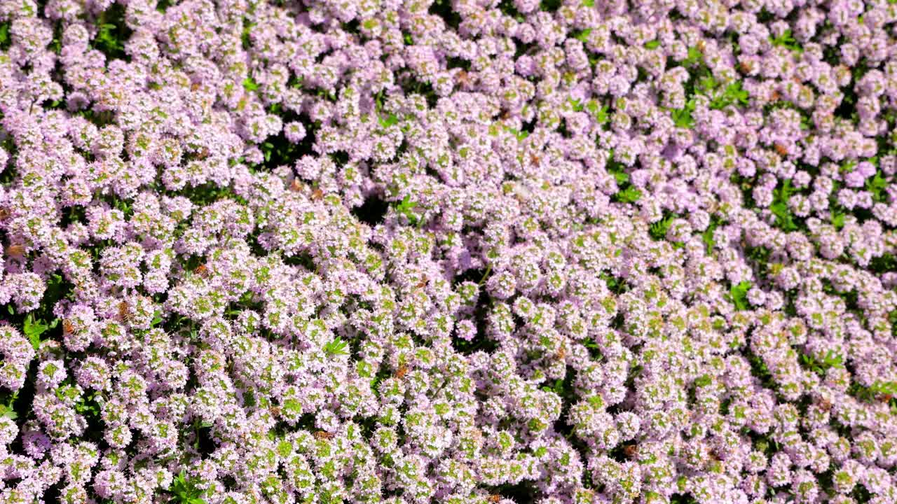 紫色花朵上的蜜蜂视频下载