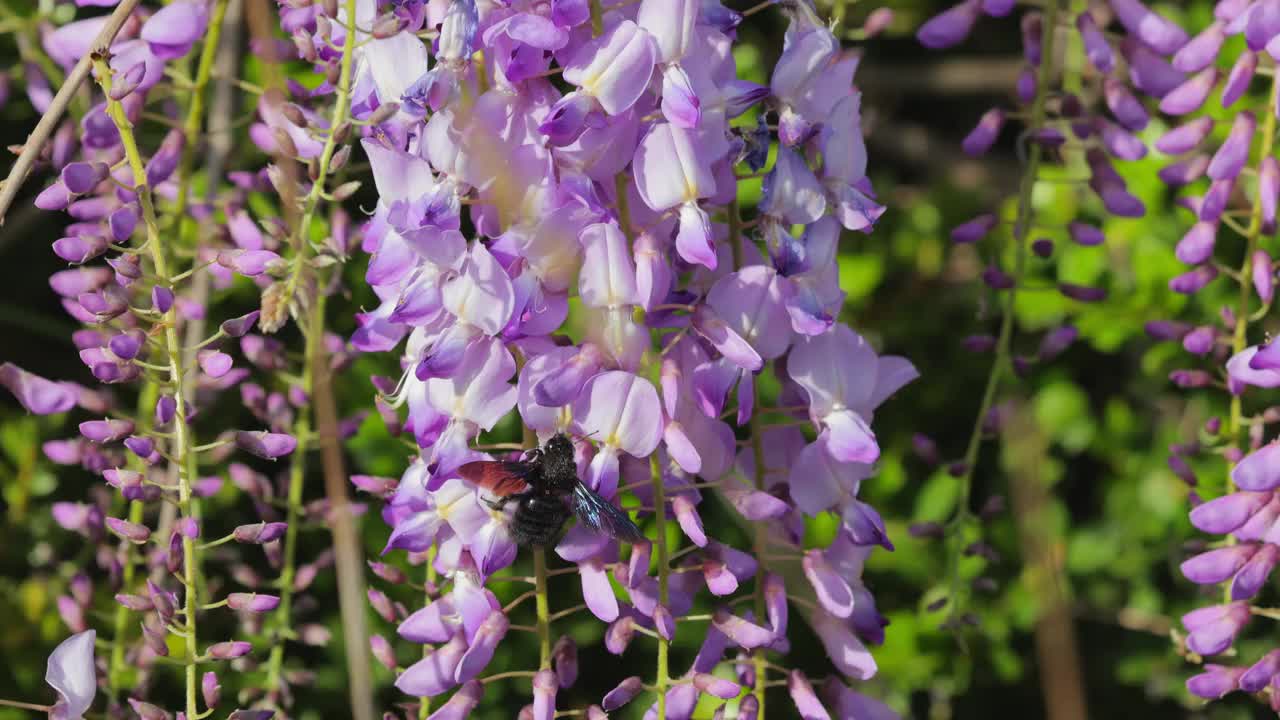 紫藤花上的昆虫视频下载