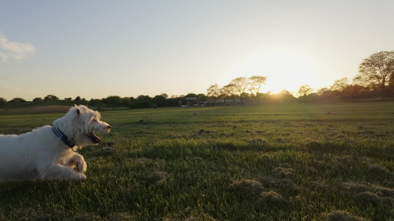 杰克罗素梗狗在公园的田野上奔跑视频下载
