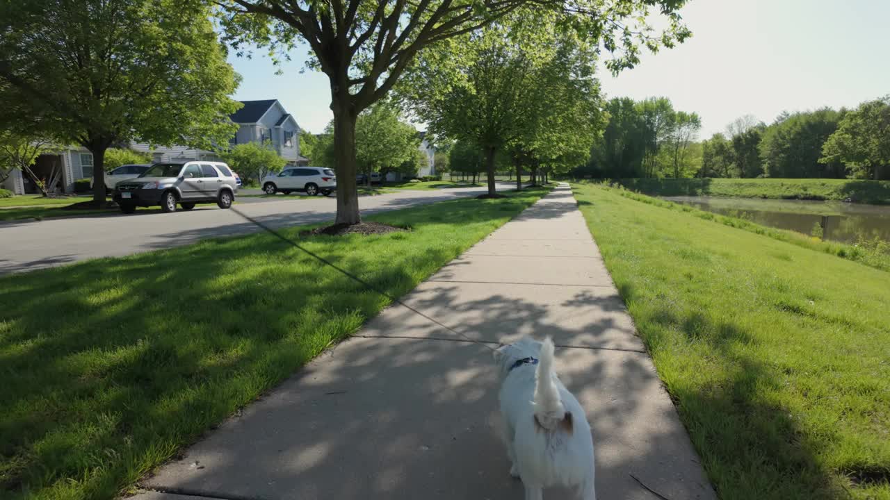 在公园里遛狗。可爱的杰克罗素梗走在街上视频下载