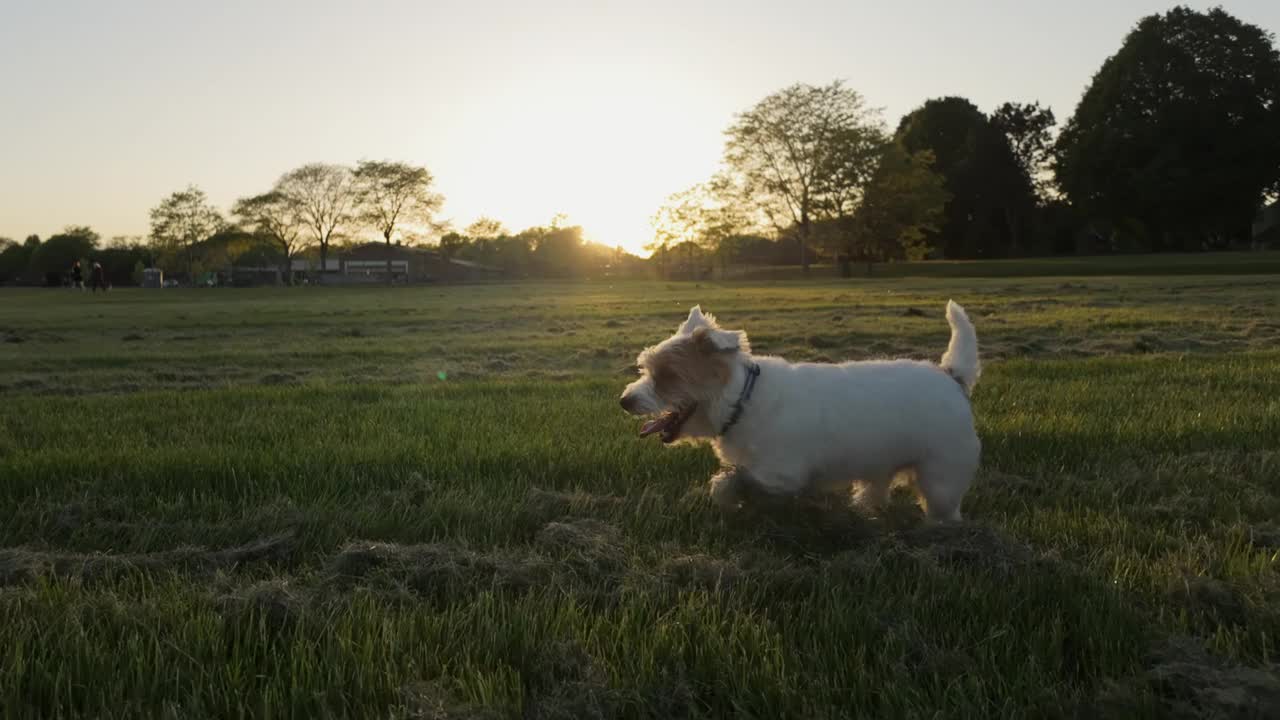 杰克罗素梗狗在公园的田野上奔跑。慢动作视频下载
