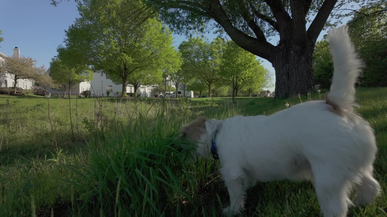 狗杰克罗素咀嚼，清洁牙齿在草地上。宠物护理。视频下载