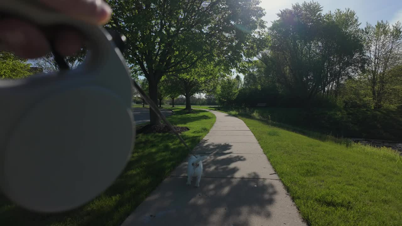观点的看法。在公园里遛狗。可爱的杰克罗素梗走在街上视频下载