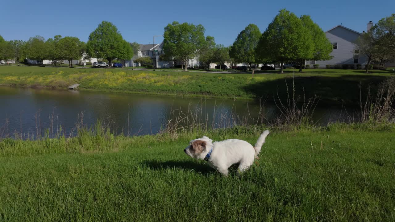 杰克罗素梗狗在公园的草地上拉屎视频下载