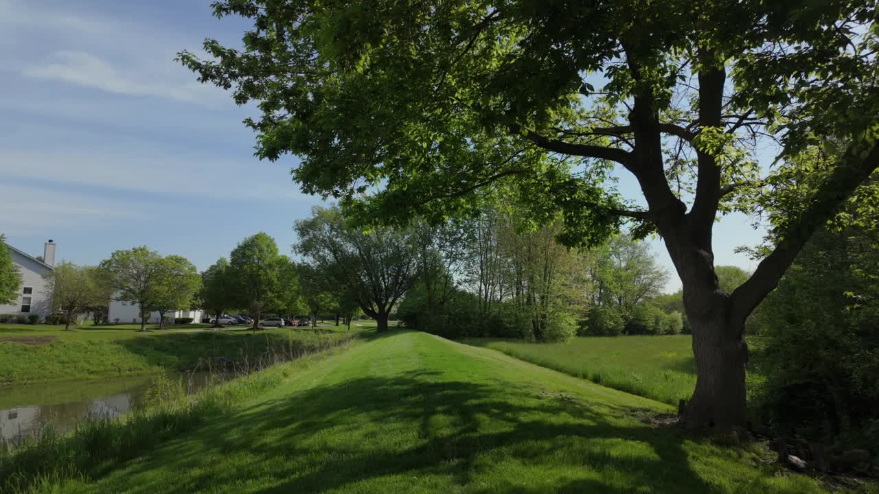 在阳光明媚的日子里，公园里有绿草、树和树叶视频下载