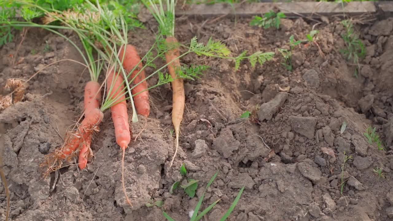 在自家花园里种植的胡萝卜正在收获视频素材