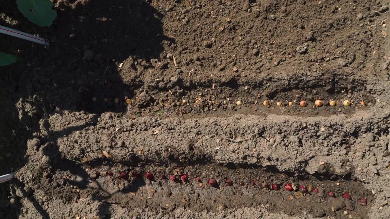 小洋葱球茎种植在蔬菜园的洼地，洒了水，俯视图视频素材