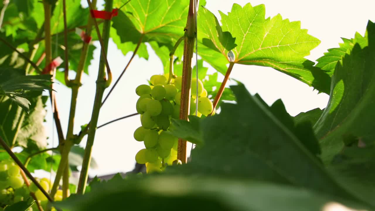 镜头在种植葡萄的过程中流畅地移动，配上刺眼的阳光，特写视频下载