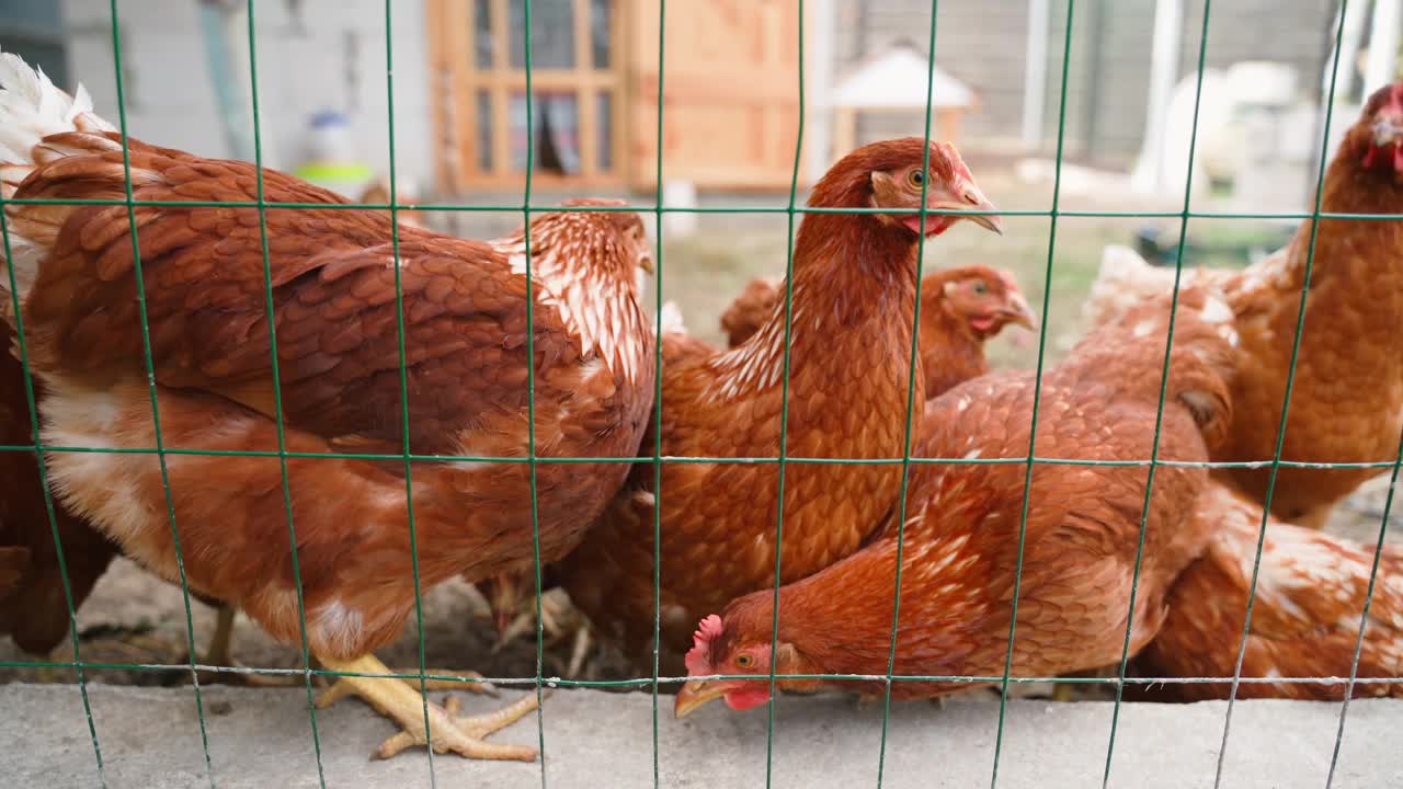 罗曼·布朗的雏鸡在围栏后的鸟舍里繁殖视频下载