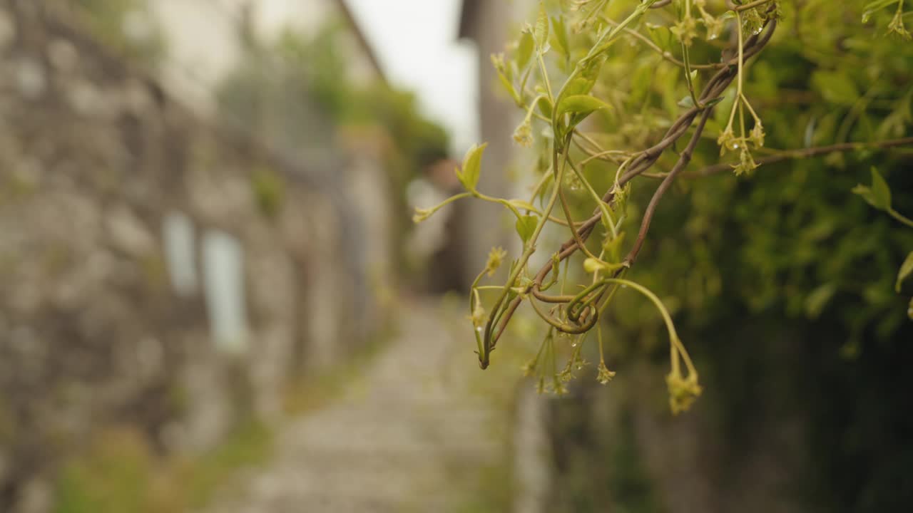 女人漫步和探索意大利，专注于植物视频下载