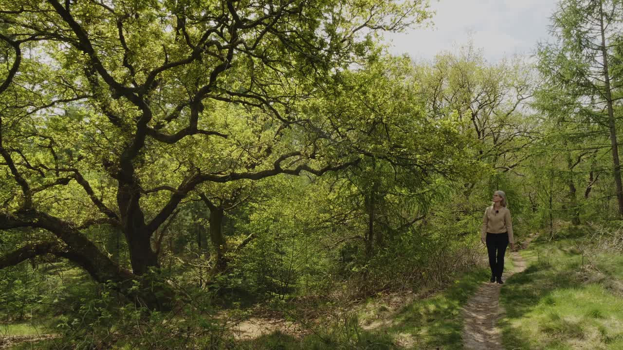 一名妇女沿着达尔夫森的一条小路在老橡树丛中徒步旅行视频下载