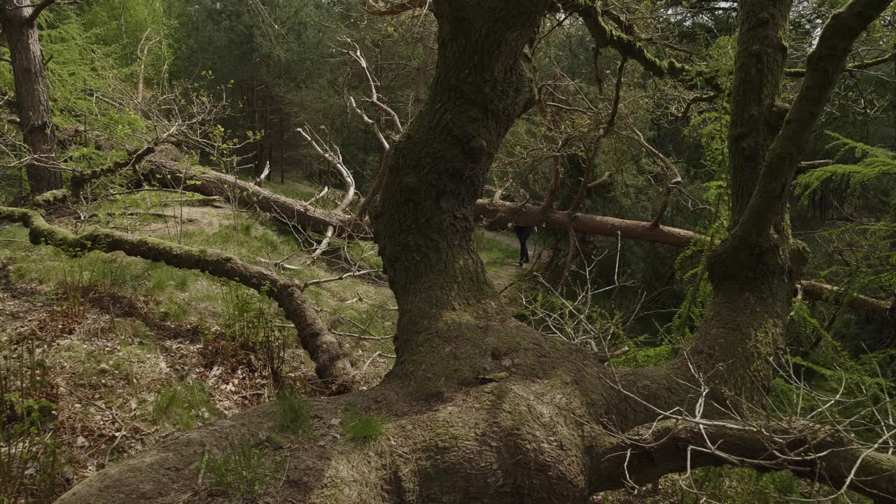 一名妇女沿着达尔夫森的一条小路走在老橡树丛中视频下载