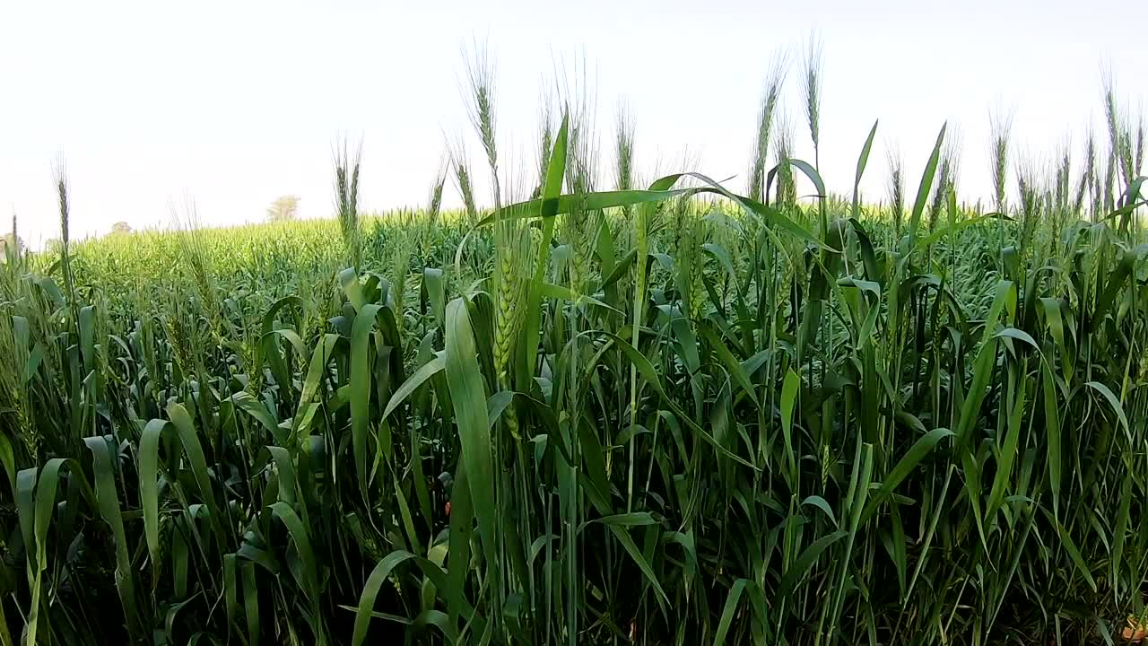 在农田中生长的小麦，中芽视频下载