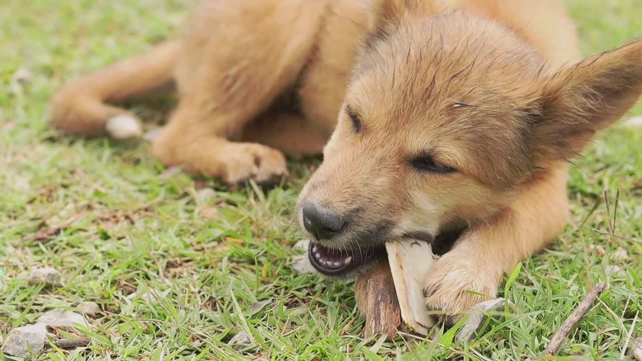 一只饥饿的小狗在后院玩耍和吃骨头，爱宠物和动物的概念视频下载