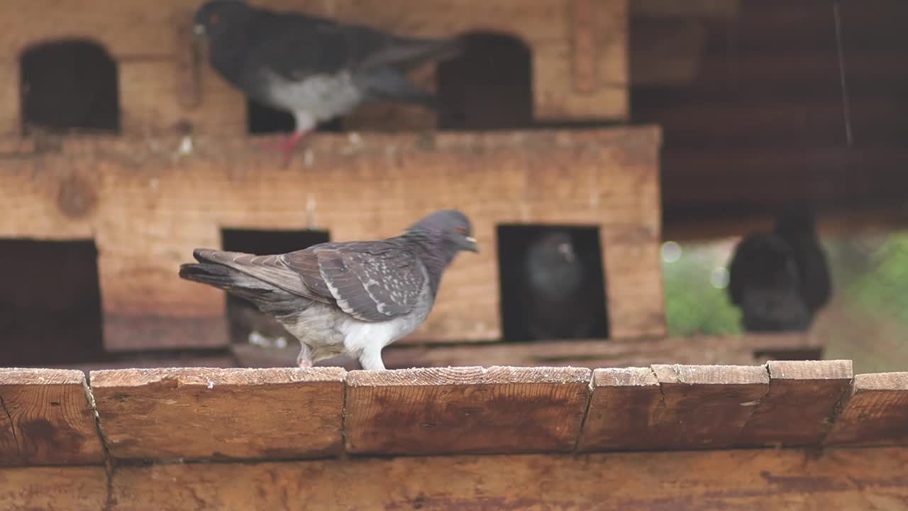 下雨天鸽子在家里吃东西和放松的镜头，动物和宠物的概念视频下载