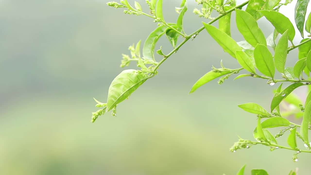 雨后绿叶运动的特写镜头模糊背景，自然与环境概念，户外光线视频下载