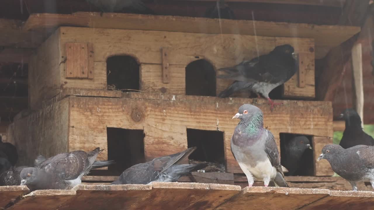 下雨天鸽子在家里吃东西和放松的镜头，动物和宠物的概念视频下载