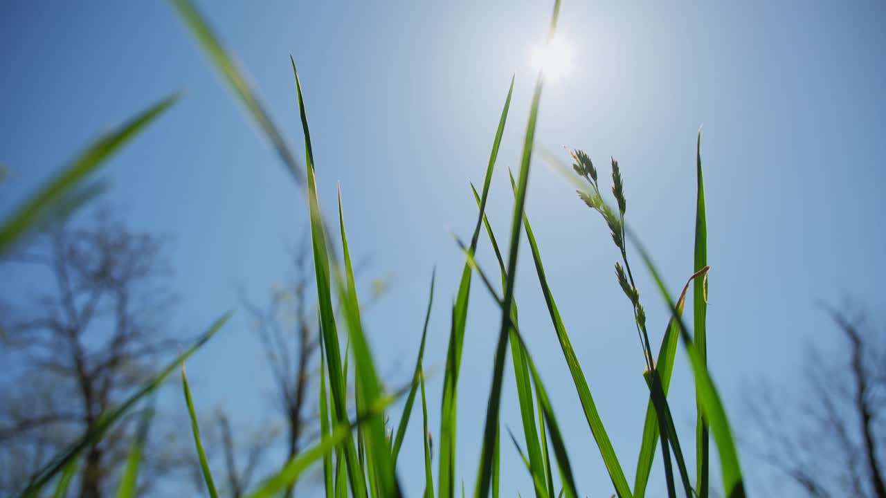绿草如茵的花朵随风摇曳，蓝天与阳光，动起相机视频下载
