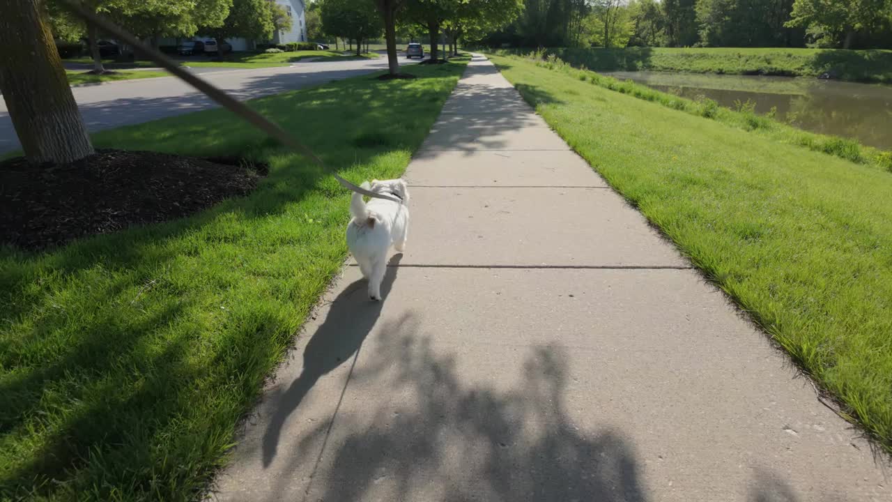 在公园里遛狗。可爱的杰克罗素梗走在街上。广角镜头视频下载