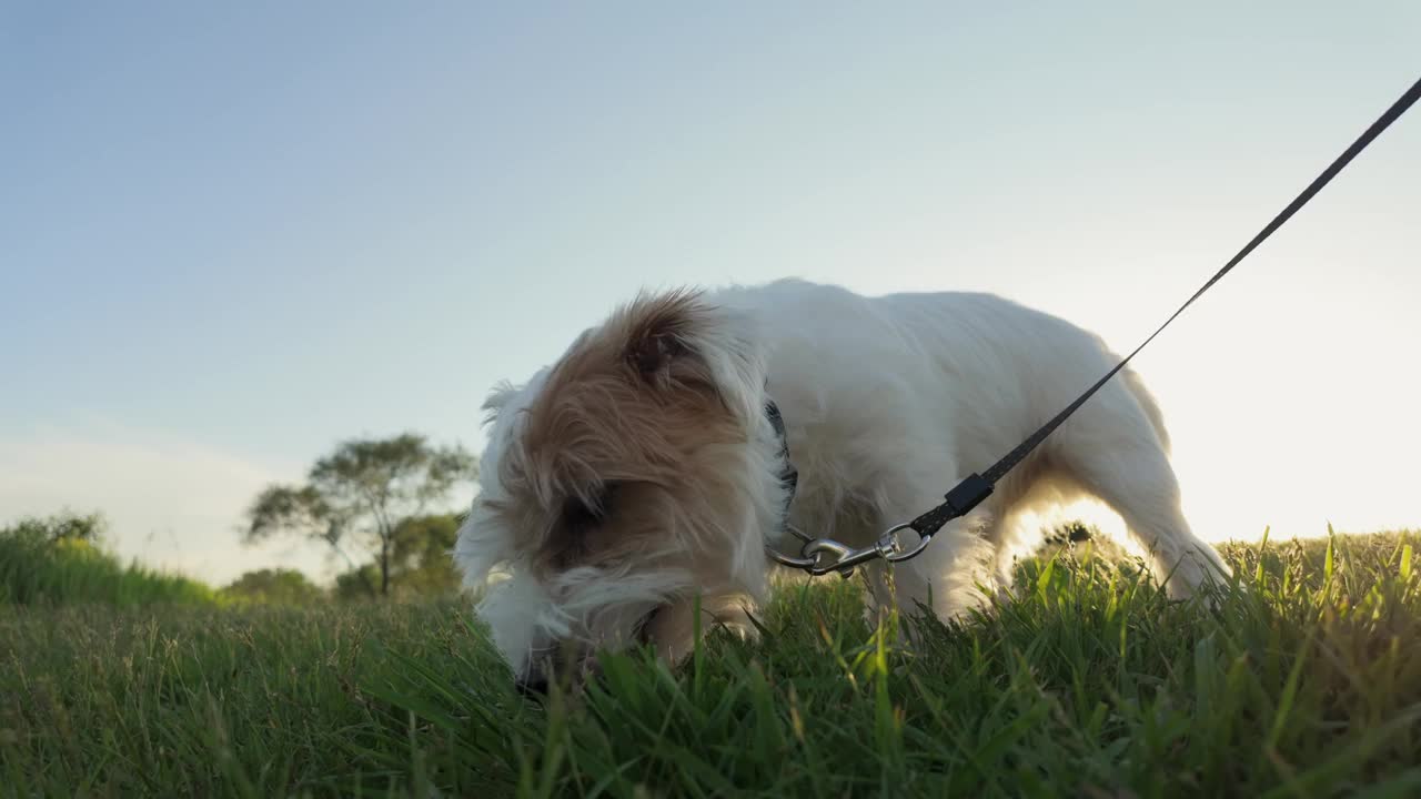 狗杰克罗素咀嚼，清洁牙齿在草地上。宠物护理。特写视图视频下载