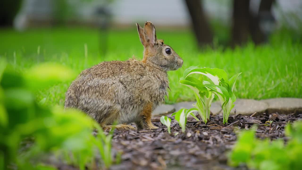 郊区后院吃草的灰野兔视频下载