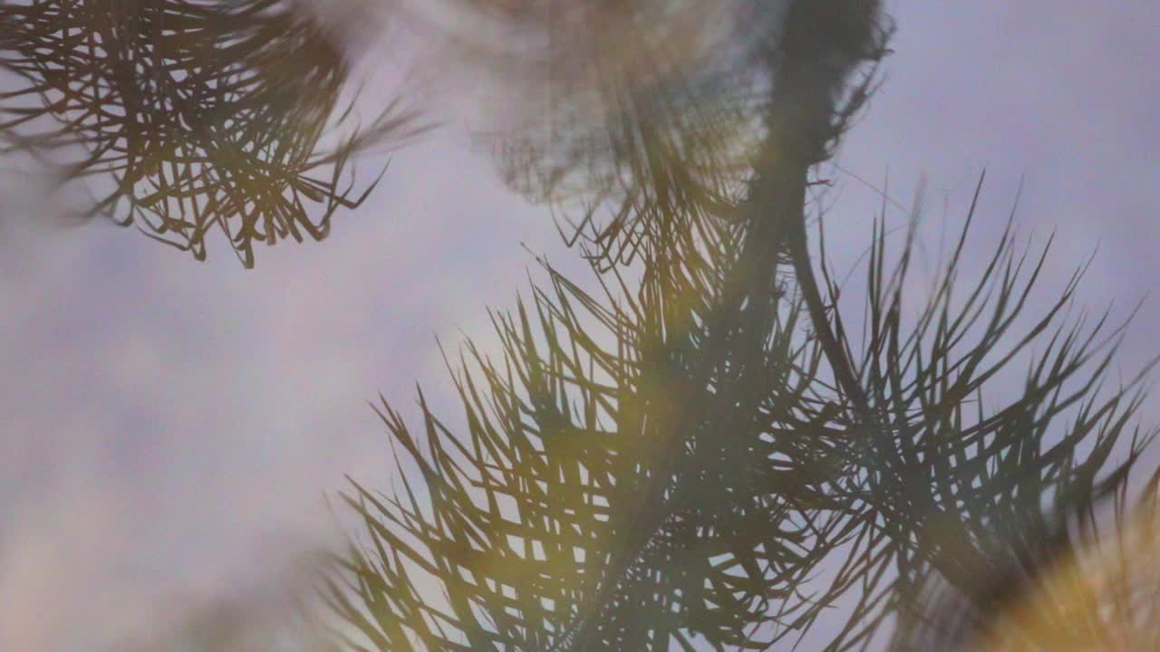 慢动作特写反射树叶在水在道路上在雨季-洛杉矶，加利福尼亚视频下载