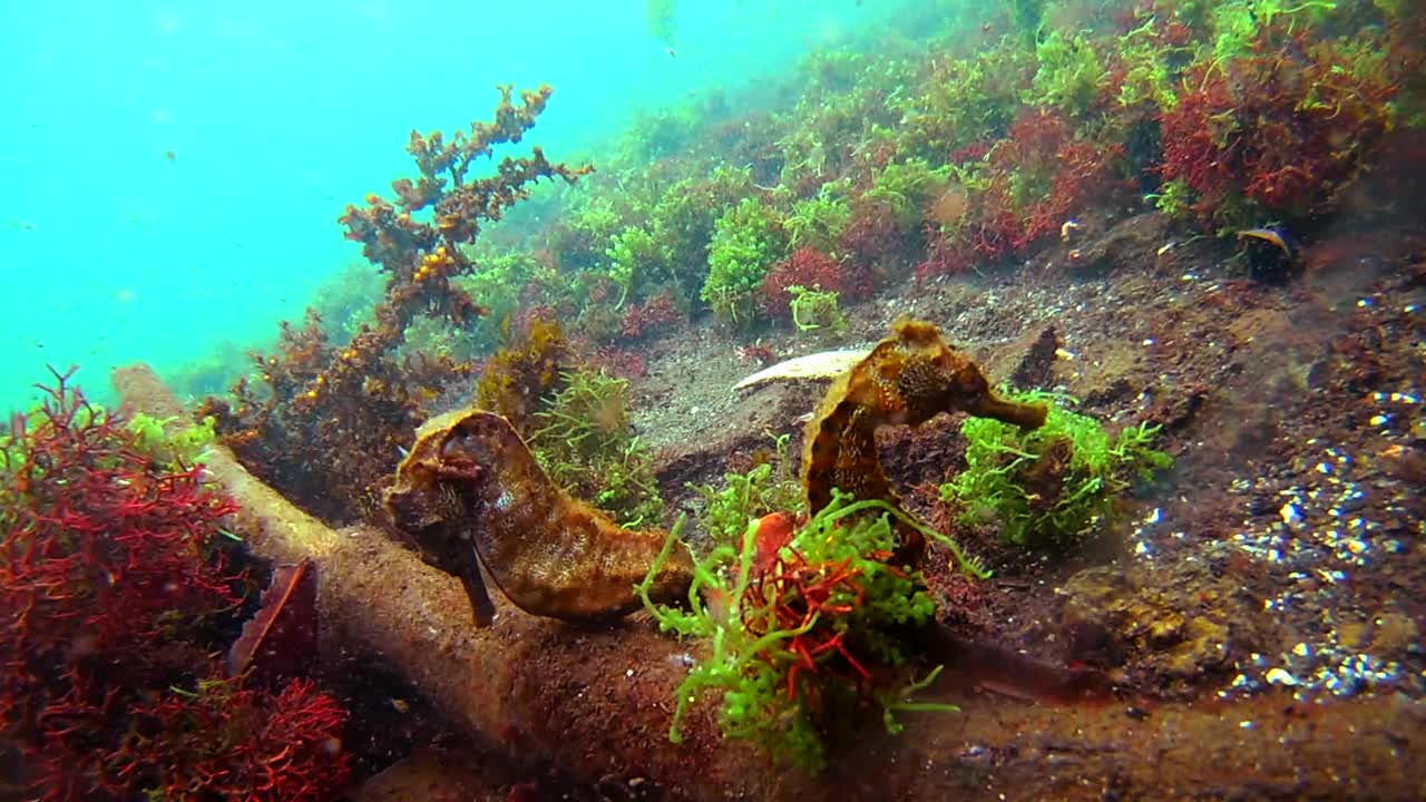 在宁静的海洋中，巨大的海马在野生植物中游泳的特写镜头——厄瓜多尔加拉帕戈斯群岛视频下载