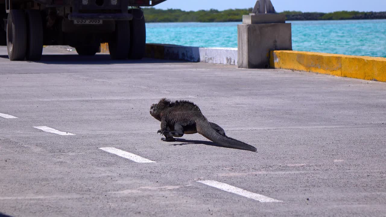 在阳光明媚的日子里，厄瓜多尔加拉帕戈斯群岛，鬣蜥在路上行走视频下载