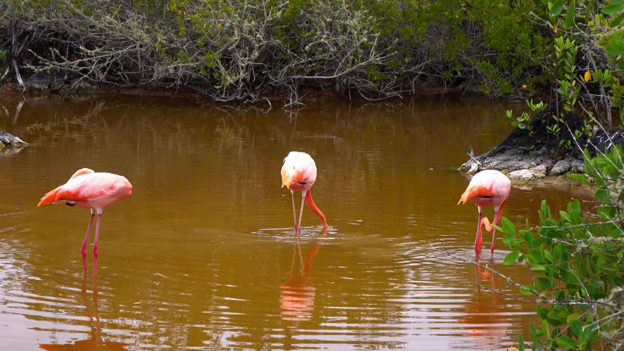 厄瓜多尔加拉帕戈斯群岛，粉红色的美国火烈鸟在湖上行走的锁定镜头视频下载