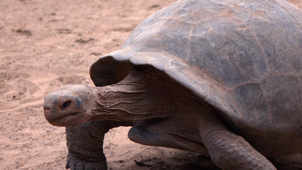 巨大的乌龟在沙滩上行走的特写镜头-加拉帕戈斯群岛，厄瓜多尔视频下载