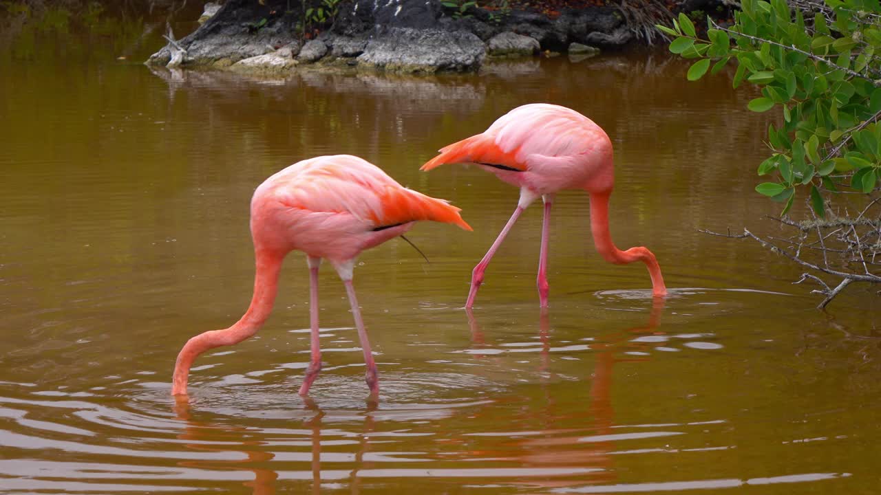 热带粉红火烈鸟在湖中取食植物-加拉帕戈斯群岛，厄瓜多尔视频下载