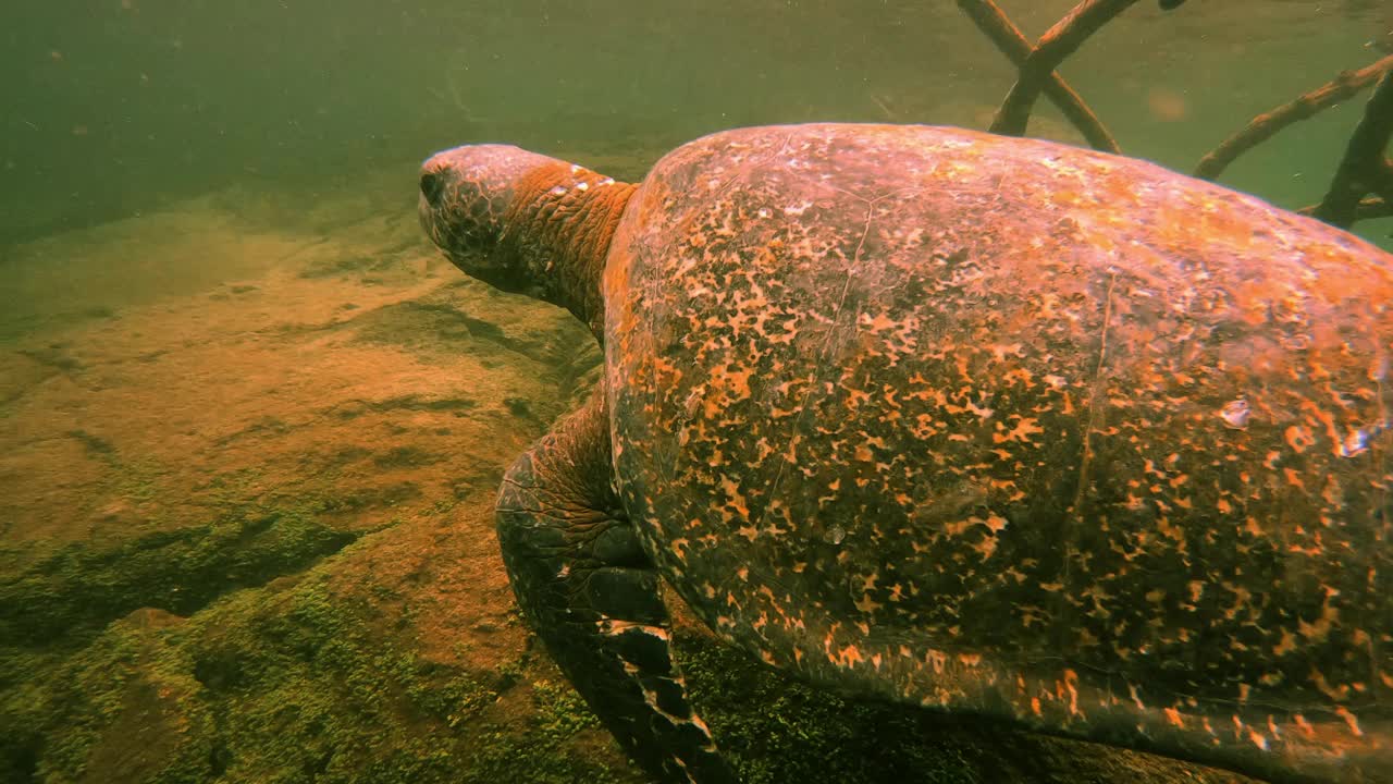 绿海龟在珊瑚上游泳的特写镜头——加拉帕戈斯群岛，厄瓜多尔视频下载