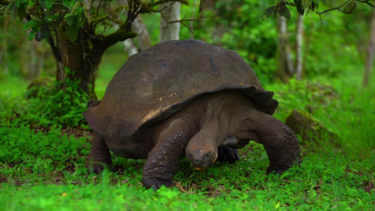 在厄瓜多尔加拉帕戈斯群岛的公园里，巨型乌龟在散步和吃草视频下载