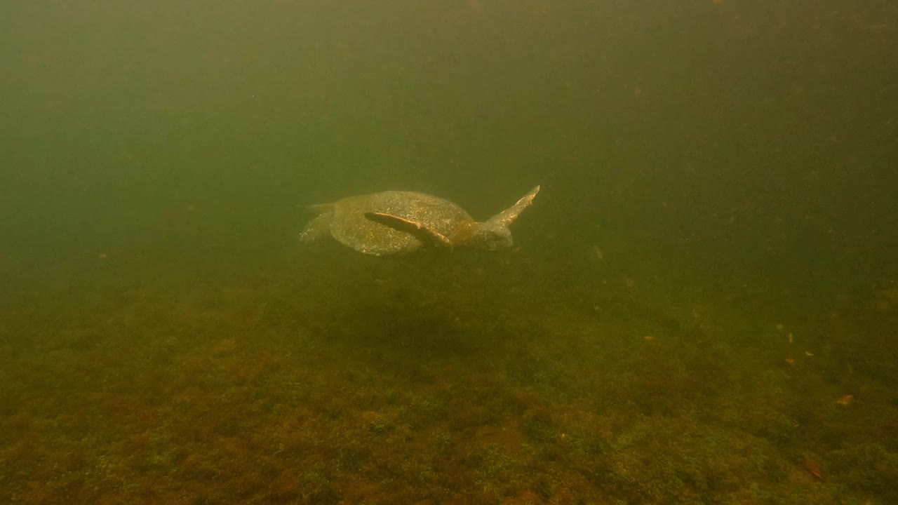 大海龟飞越野生植物在深海的特写镜头-加拉帕戈斯群岛，厄瓜多尔视频下载